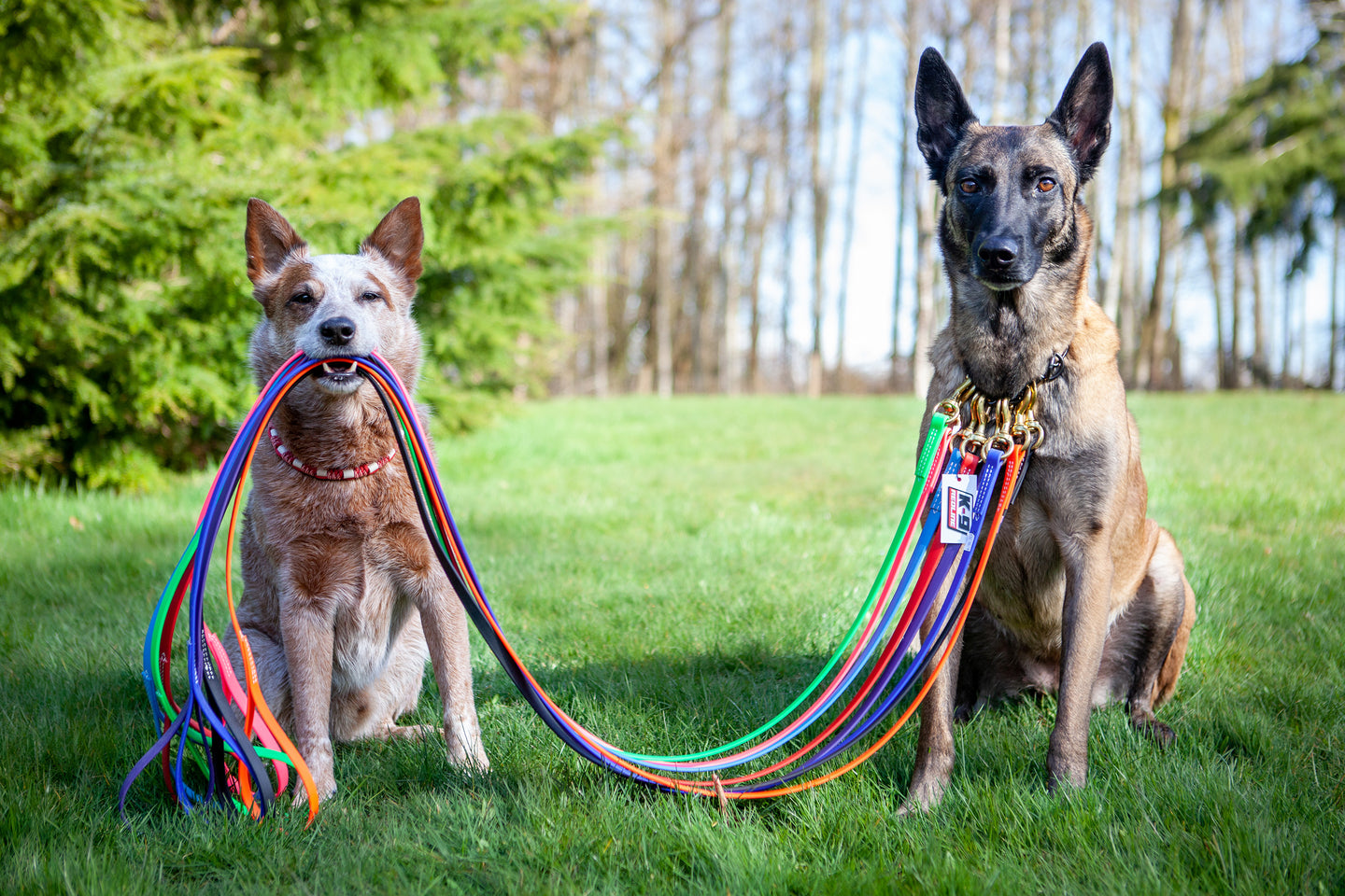 Biothane Leashes & Lines
