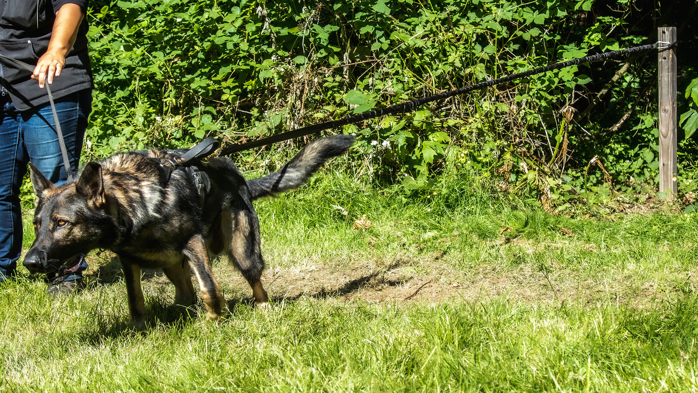 Bungee Leashes & Lines