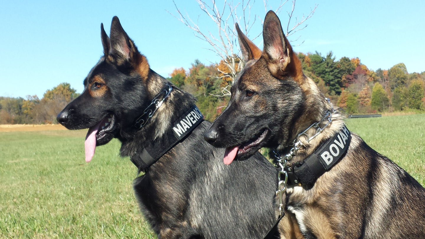 Collars & Harnesses