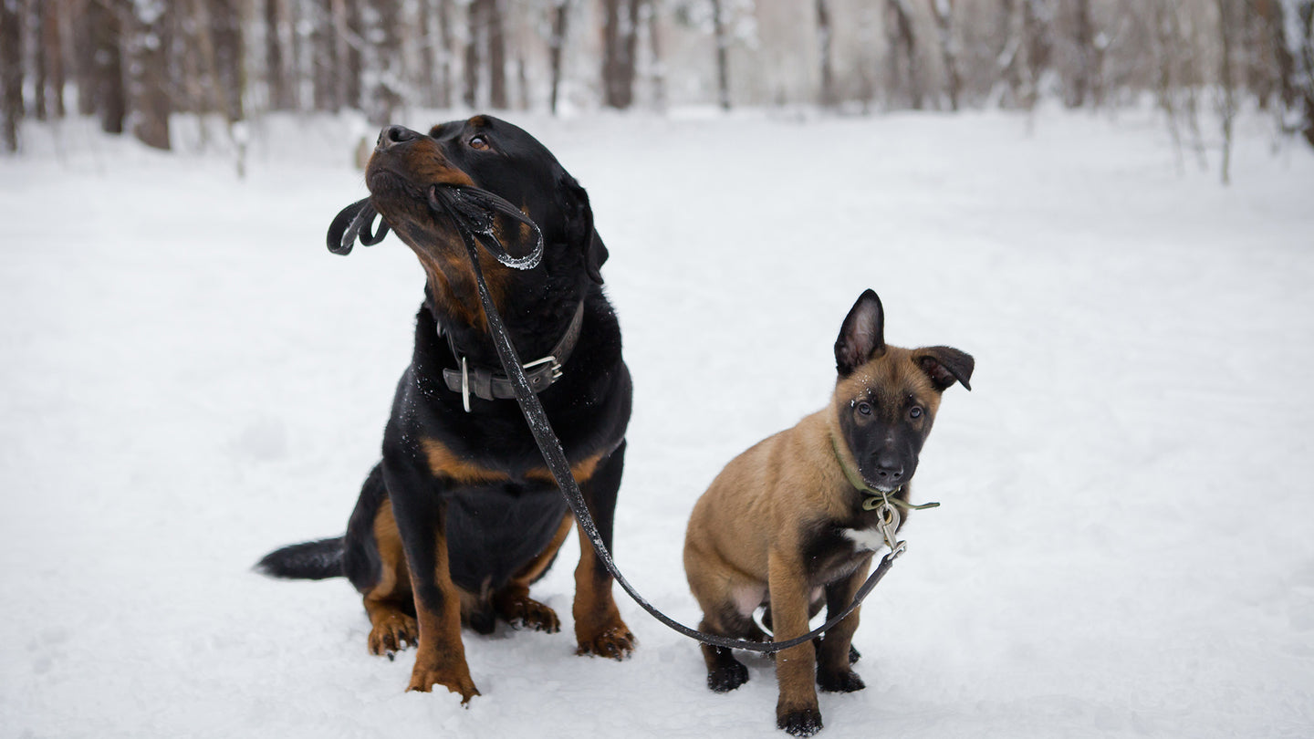 Dog long line leash hot sale