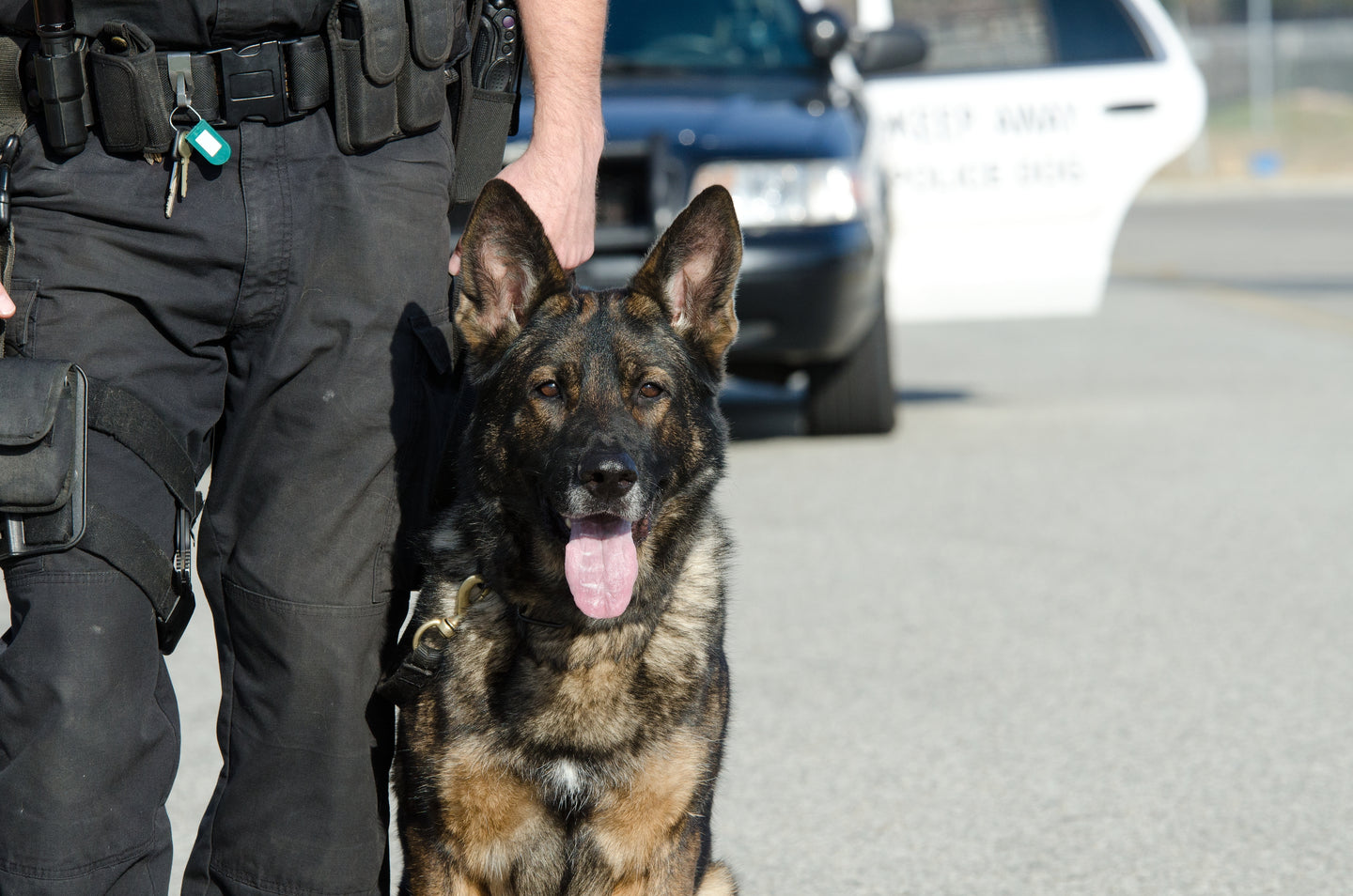 K9 Tactical