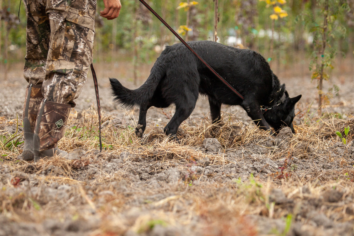 Scent Detection & Tracking