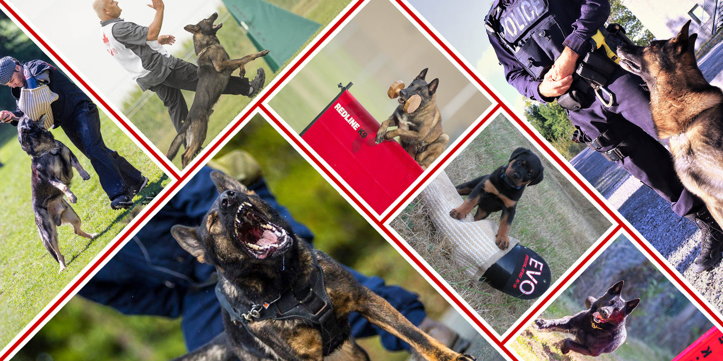 Redline dog gear sale