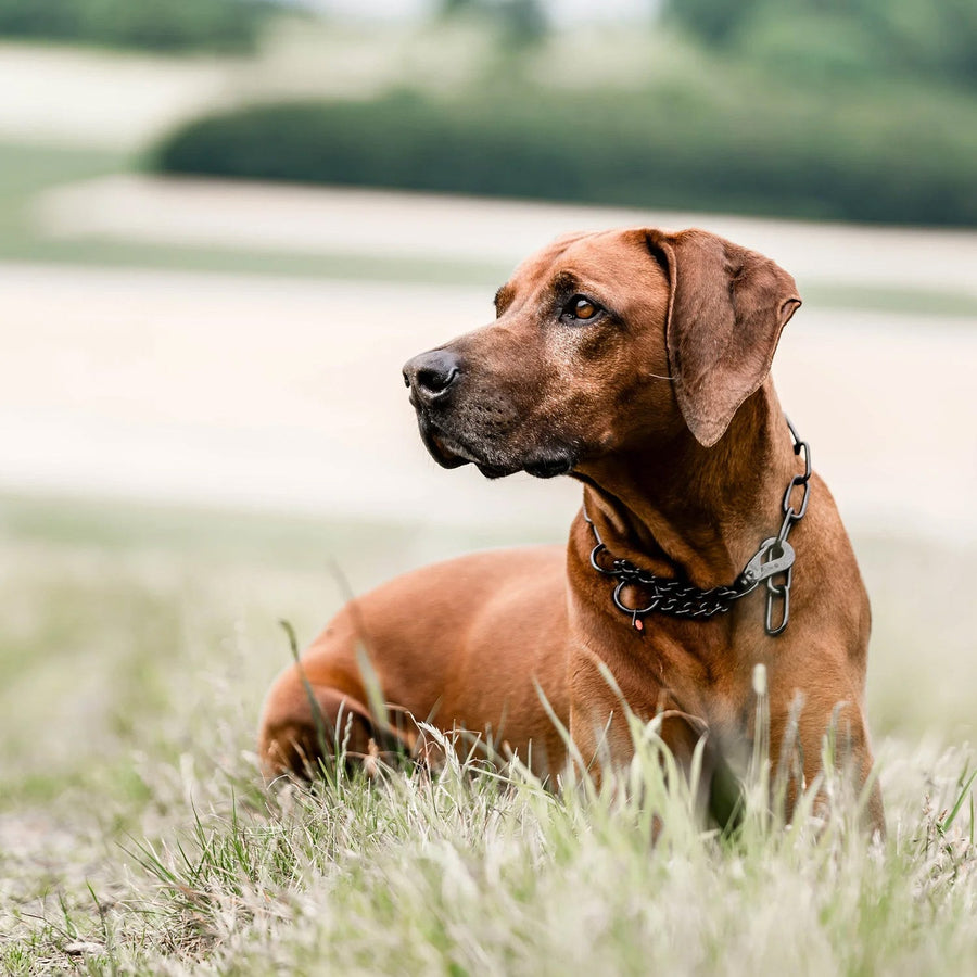 Sprenger Black Stainless Adjustable Fursaver with Hook