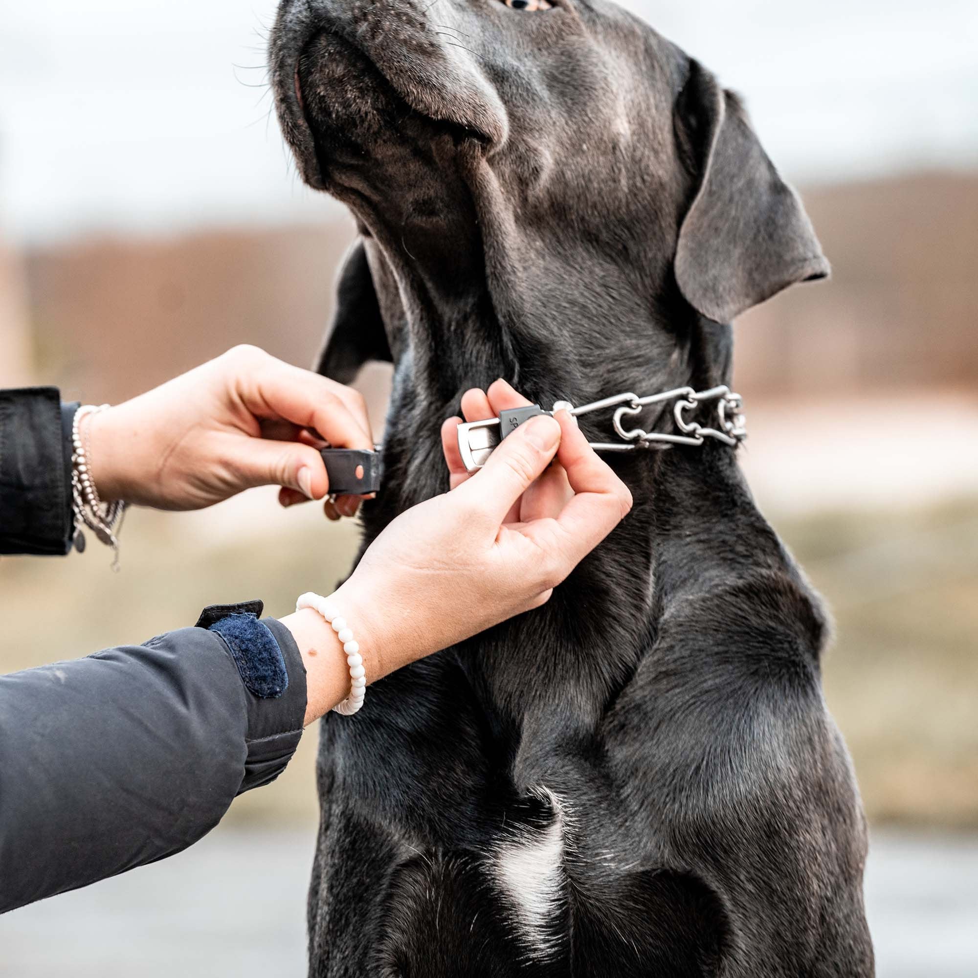 Hermes prong collar online