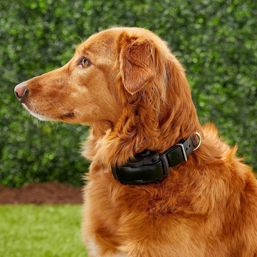 Dogtra YS600 No Bark Collar